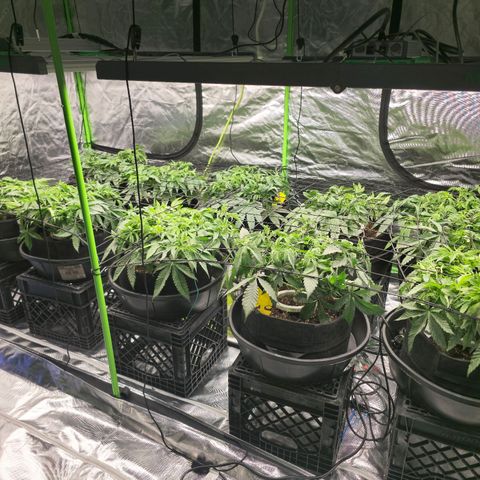Banana Jealousy   https://softsecrets.com/en-GB/article/how-grow-seedsmans-banana-jealousy growlog timeline photo