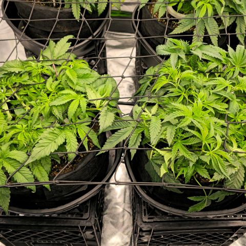 Banana Jealousy   https://softsecrets.com/en-GB/article/how-grow-seedsmans-banana-jealousy growlog timeline photo