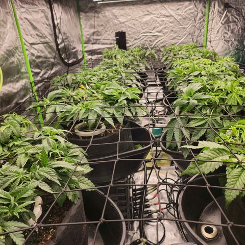 Banana Jealousy   https://softsecrets.com/en-GB/article/how-grow-seedsmans-banana-jealousy growlog timeline photo