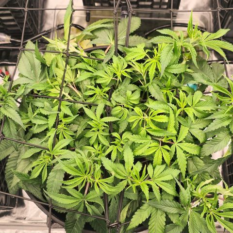 Banana Jealousy   https://softsecrets.com/en-GB/article/how-grow-seedsmans-banana-jealousy growlog timeline photo