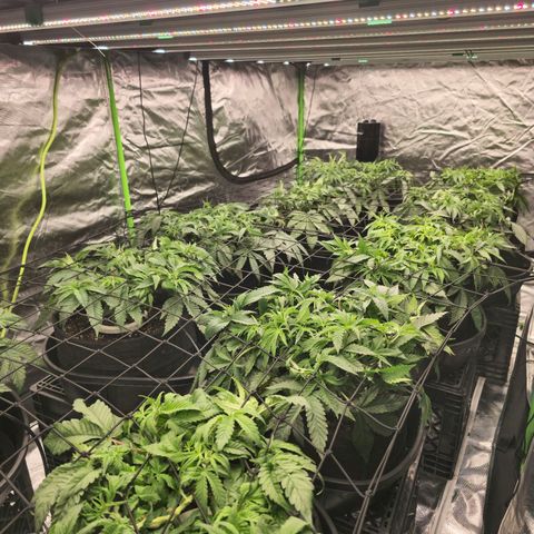 Banana Jealousy   https://softsecrets.com/en-GB/article/how-grow-seedsmans-banana-jealousy growlog timeline photo