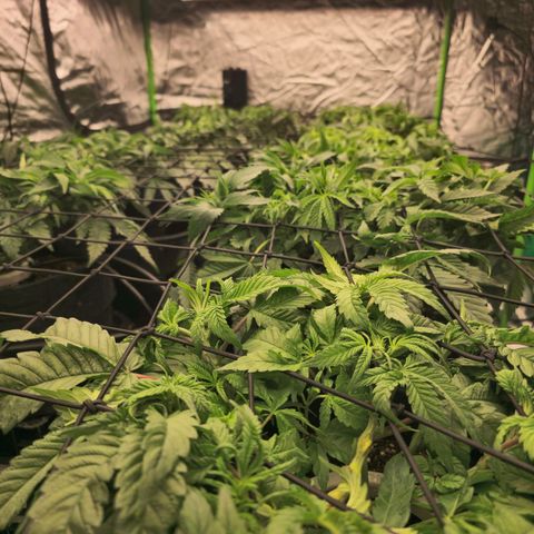 Banana Jealousy   https://softsecrets.com/en-GB/article/how-grow-seedsmans-banana-jealousy growlog timeline photo