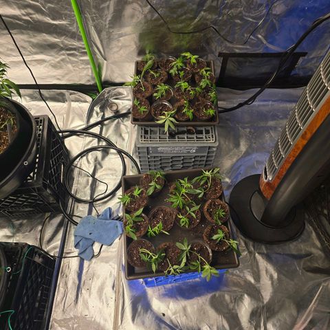 Banana Jealousy   https://softsecrets.com/en-GB/article/how-grow-seedsmans-banana-jealousy growlog timeline photo