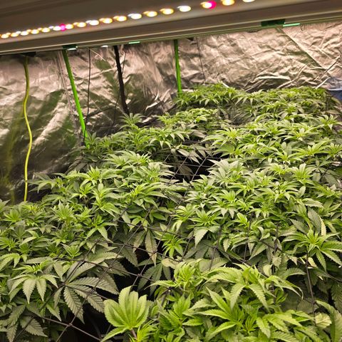 Banana Jealousy   https://softsecrets.com/en-GB/article/how-grow-seedsmans-banana-jealousy growlog timeline photo