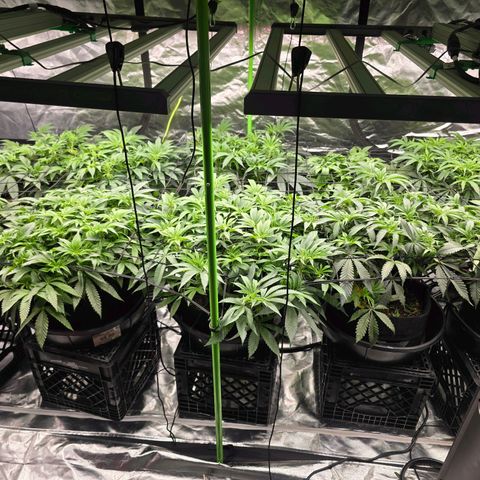Banana Jealousy   https://softsecrets.com/en-GB/article/how-grow-seedsmans-banana-jealousy growlog timeline photo