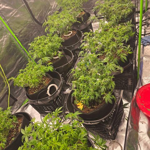 Banana Jealousy   https://softsecrets.com/en-GB/article/how-grow-seedsmans-banana-jealousy growlog timeline photo