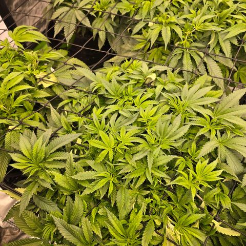 Banana Jealousy   https://softsecrets.com/en-GB/article/how-grow-seedsmans-banana-jealousy growlog timeline photo