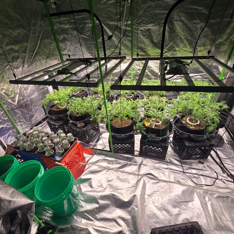 Banana Jealousy   https://softsecrets.com/en-GB/article/how-grow-seedsmans-banana-jealousy growlog timeline photo