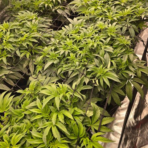 Banana Jealousy   https://softsecrets.com/en-GB/article/how-grow-seedsmans-banana-jealousy growlog timeline photo