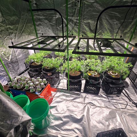 Banana Jealousy   https://softsecrets.com/en-GB/article/how-grow-seedsmans-banana-jealousy growlog timeline photo