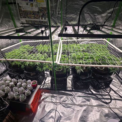 Banana Jealousy   https://softsecrets.com/en-GB/article/how-grow-seedsmans-banana-jealousy growlog timeline photo