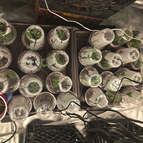 Banana Jealousy   https://softsecrets.com/en-GB/article/how-grow-seedsmans-banana-jealousy growlog timeline photo