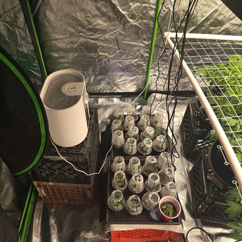 Banana Jealousy   https://softsecrets.com/en-GB/article/how-grow-seedsmans-banana-jealousy growlog timeline photo