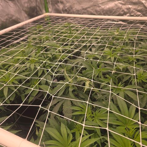 Banana Jealousy   https://softsecrets.com/en-GB/article/how-grow-seedsmans-banana-jealousy growlog timeline photo