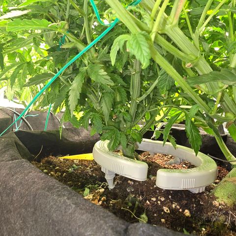 Banana Jealousy   https://softsecrets.com/en-GB/article/how-grow-seedsmans-banana-jealousy growlog timeline photo