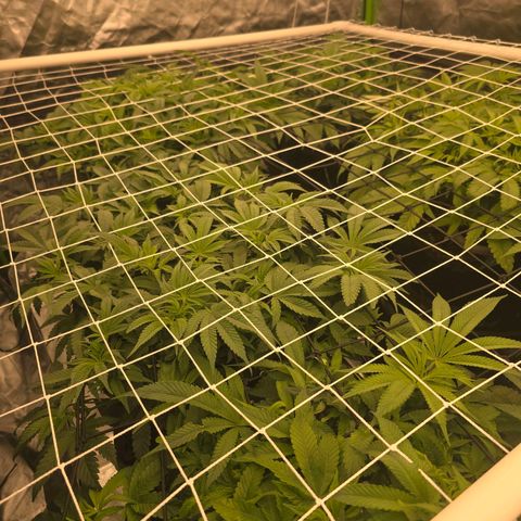 Banana Jealousy   https://softsecrets.com/en-GB/article/how-grow-seedsmans-banana-jealousy growlog timeline photo