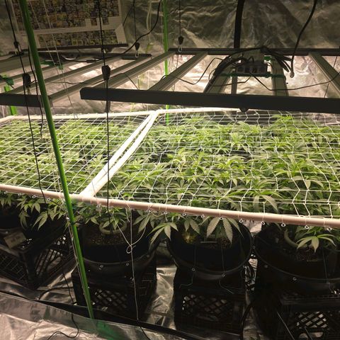 Banana Jealousy   https://softsecrets.com/en-GB/article/how-grow-seedsmans-banana-jealousy growlog timeline photo