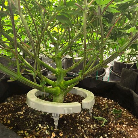 Banana Jealousy   https://softsecrets.com/en-GB/article/how-grow-seedsmans-banana-jealousy growlog timeline photo