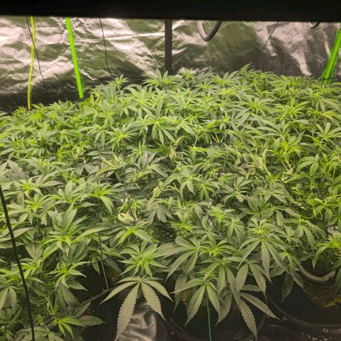 Banana Jealousy   https://softsecrets.com/en-GB/article/how-grow-seedsmans-banana-jealousy growlog timeline photo