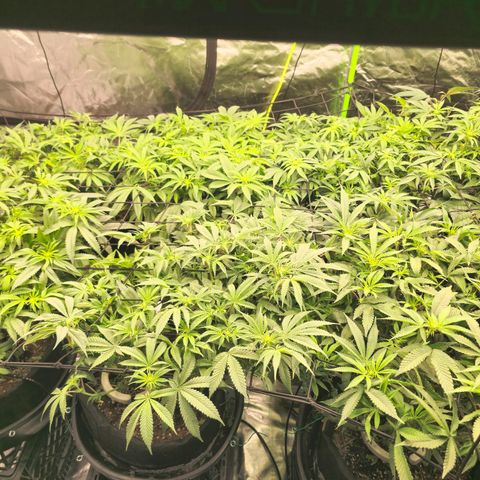 Banana Jealousy   https://softsecrets.com/en-GB/article/how-grow-seedsmans-banana-jealousy growlog timeline photo