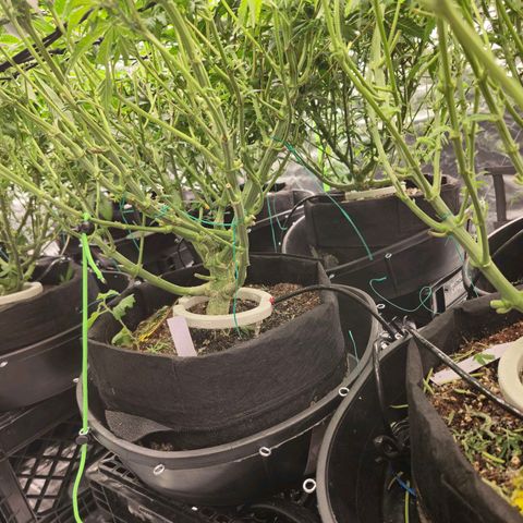 Banana Jealousy   https://softsecrets.com/en-GB/article/how-grow-seedsmans-banana-jealousy growlog timeline photo