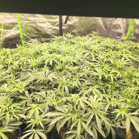 Banana Jealousy   https://softsecrets.com/en-GB/article/how-grow-seedsmans-banana-jealousy growlog timeline photo
