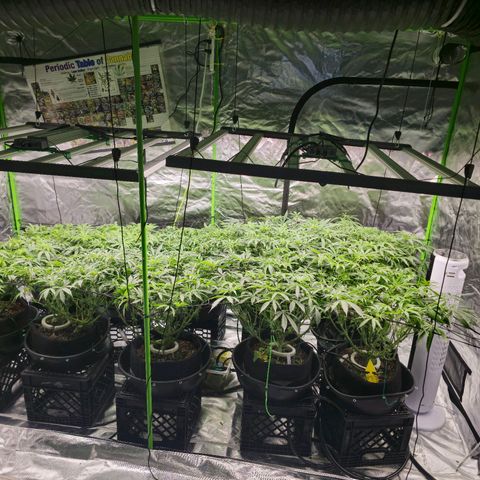 Banana Jealousy   https://softsecrets.com/en-GB/article/how-grow-seedsmans-banana-jealousy growlog timeline photo