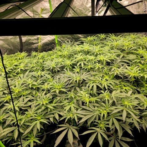 Banana Jealousy   https://softsecrets.com/en-GB/article/how-grow-seedsmans-banana-jealousy growlog timeline photo