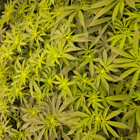 Banana Jealousy   https://softsecrets.com/en-GB/article/how-grow-seedsmans-banana-jealousy growlog timeline photo
