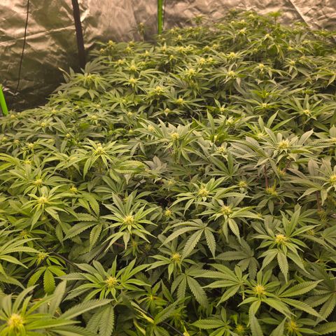Banana Jealousy   https://softsecrets.com/en-GB/article/how-grow-seedsmans-banana-jealousy growlog timeline photo