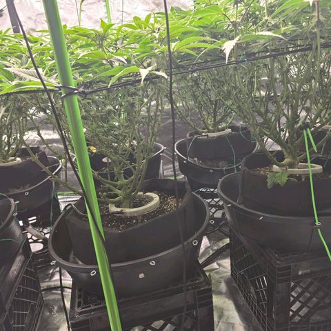 Banana Jealousy   https://softsecrets.com/en-GB/article/how-grow-seedsmans-banana-jealousy growlog timeline photo