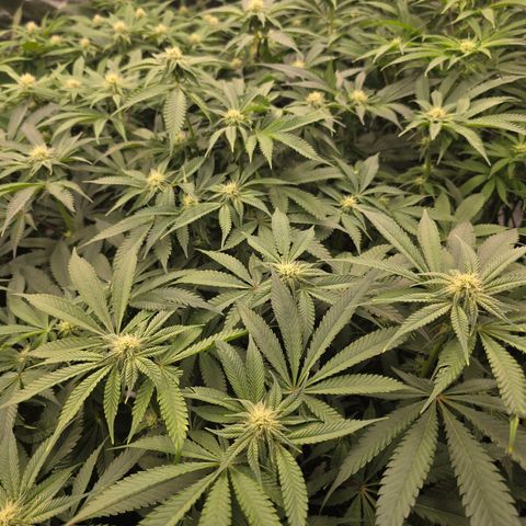 Banana Jealousy   https://softsecrets.com/en-GB/article/how-grow-seedsmans-banana-jealousy growlog timeline photo