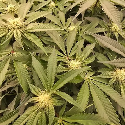 Banana Jealousy   https://softsecrets.com/en-GB/article/how-grow-seedsmans-banana-jealousy growlog timeline photo