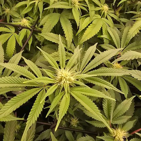 Banana Jealousy   https://softsecrets.com/en-GB/article/how-grow-seedsmans-banana-jealousy growlog timeline photo