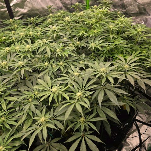 Banana Jealousy   https://softsecrets.com/en-GB/article/how-grow-seedsmans-banana-jealousy growlog timeline photo