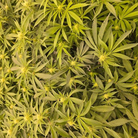 Banana Jealousy   https://softsecrets.com/en-GB/article/how-grow-seedsmans-banana-jealousy growlog timeline photo