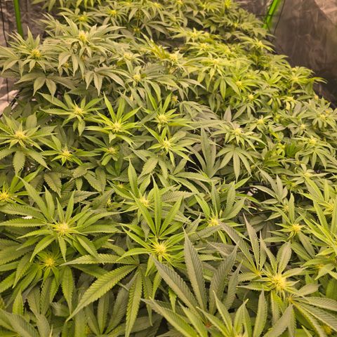 Banana Jealousy   https://softsecrets.com/en-GB/article/how-grow-seedsmans-banana-jealousy growlog timeline photo