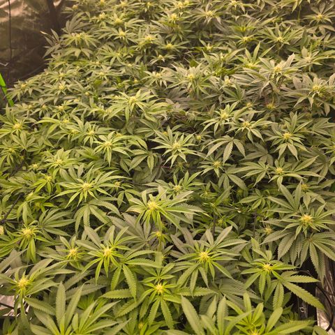 Banana Jealousy   https://softsecrets.com/en-GB/article/how-grow-seedsmans-banana-jealousy growlog timeline photo