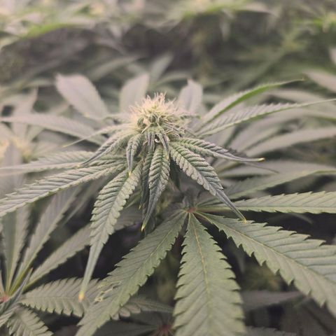 Banana Jealousy   https://softsecrets.com/en-GB/article/how-grow-seedsmans-banana-jealousy growlog timeline photo