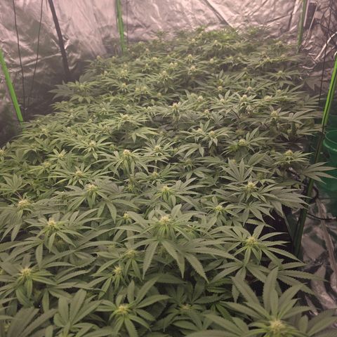 Banana Jealousy   https://softsecrets.com/en-GB/article/how-grow-seedsmans-banana-jealousy growlog timeline photo