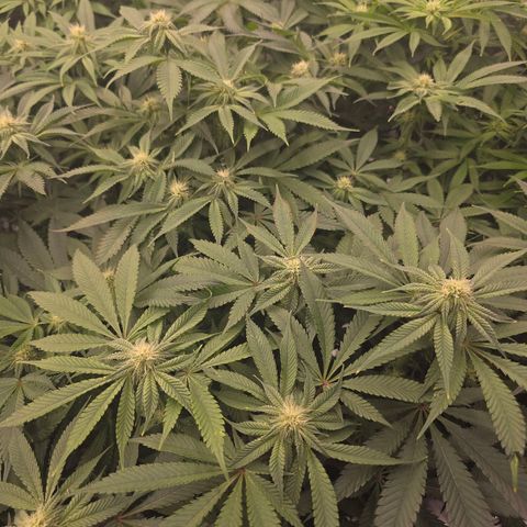Banana Jealousy   https://softsecrets.com/en-GB/article/how-grow-seedsmans-banana-jealousy growlog timeline photo