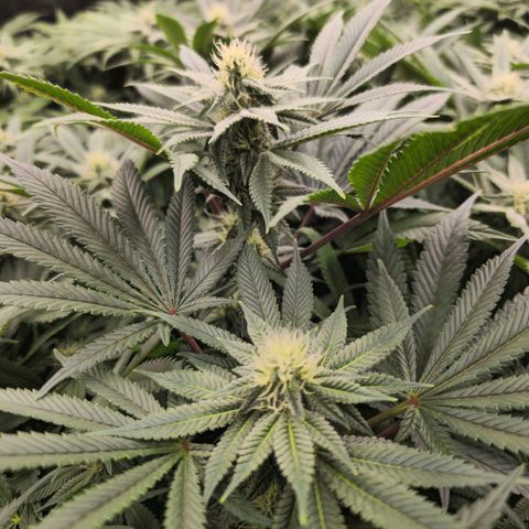 Banana Jealousy   https://softsecrets.com/en-GB/article/how-grow-seedsmans-banana-jealousy growlog timeline photo