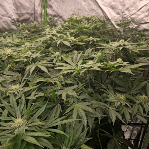 Banana Jealousy   https://softsecrets.com/en-GB/article/how-grow-seedsmans-banana-jealousy growlog timeline photo