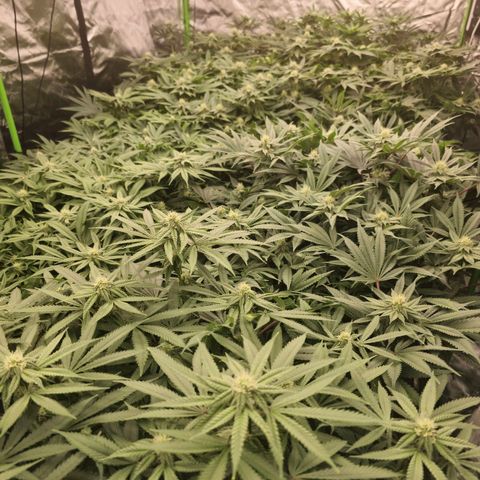 Banana Jealousy   https://softsecrets.com/en-GB/article/how-grow-seedsmans-banana-jealousy growlog timeline photo