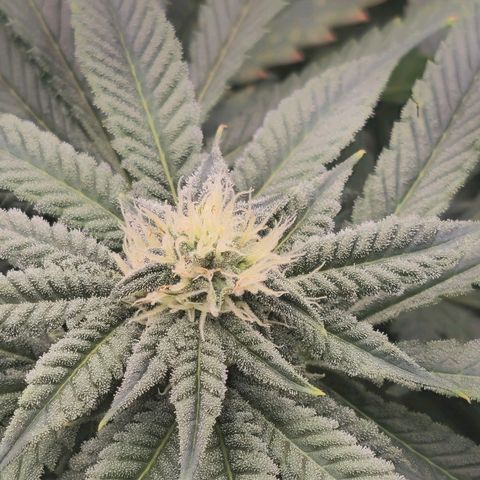 Banana Jealousy   https://softsecrets.com/en-GB/article/how-grow-seedsmans-banana-jealousy growlog timeline photo