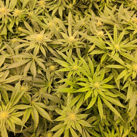 Banana Jealousy   https://softsecrets.com/en-GB/article/how-grow-seedsmans-banana-jealousy growlog timeline photo