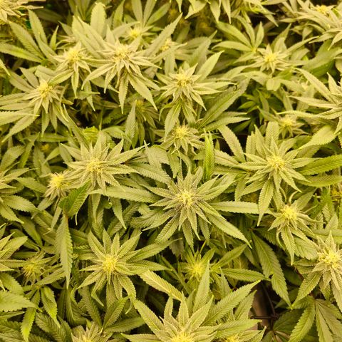 Banana Jealousy   https://softsecrets.com/en-GB/article/how-grow-seedsmans-banana-jealousy growlog timeline photo