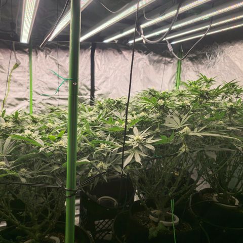 Banana Jealousy   https://softsecrets.com/en-GB/article/how-grow-seedsmans-banana-jealousy growlog timeline photo