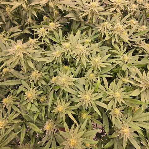 Banana Jealousy   https://softsecrets.com/en-GB/article/how-grow-seedsmans-banana-jealousy growlog timeline photo