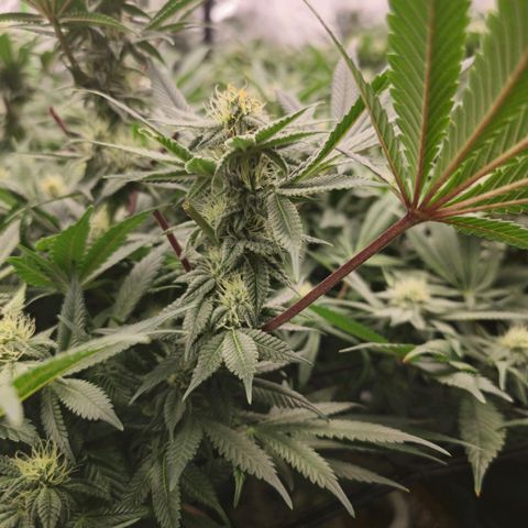 Banana Jealousy   https://softsecrets.com/en-GB/article/how-grow-seedsmans-banana-jealousy growlog timeline photo